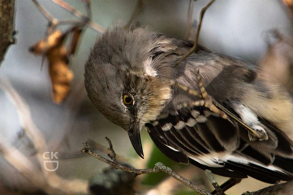 Northern Mockingbird perched on branch